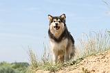 CHIEN FINNOIS DE LAPONIE 539